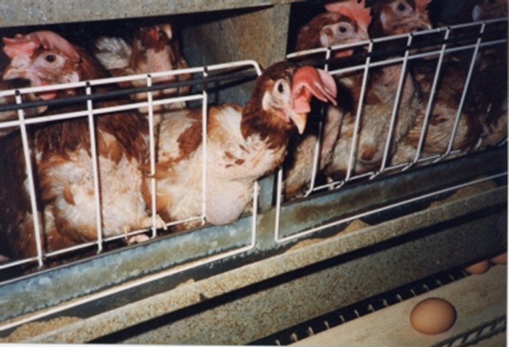 1 Battery Hens In Cage 3889